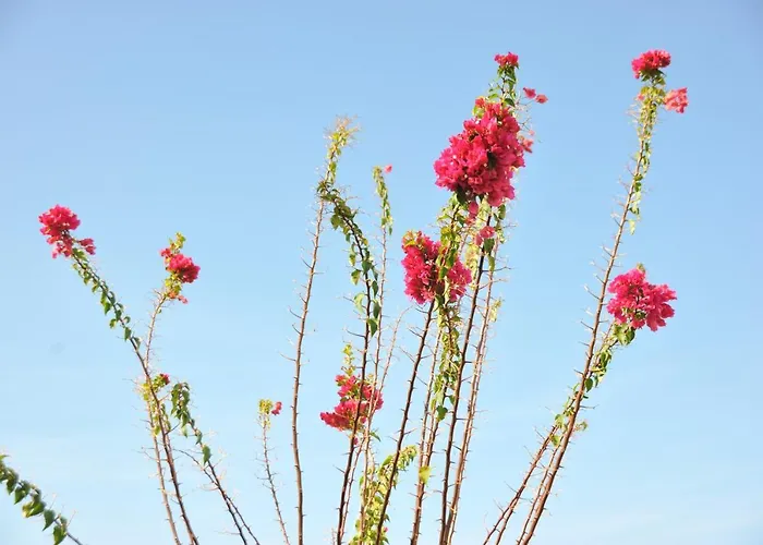 Litsas Bed & Breakfast 3*