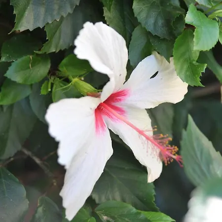 Bed & Breakfast Litsas