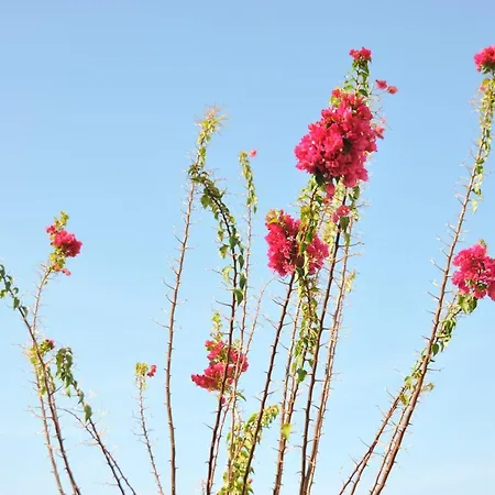 Litsas Bed & Breakfast 3*