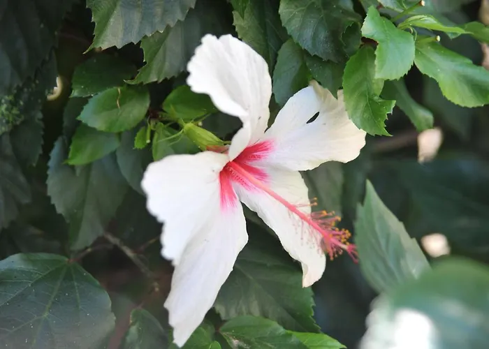 Bed & Breakfast Litsas